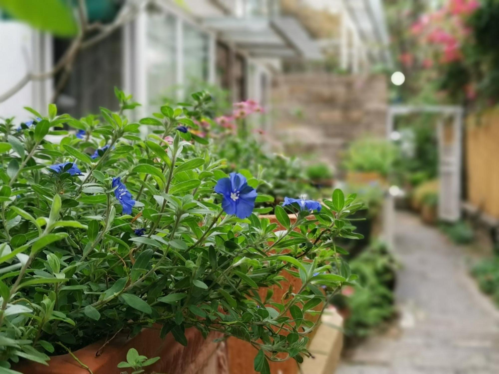 Shenzhen No'6 Garden Villa --French Window With Garden View,Close To Sea World &Shekou Ferry Port &K11 Ecoast &Subway Nearby ,Offer Western Food And Coffee &English Speaking With Tour Services Екстер'єр фото